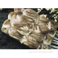 /msite/products/detail/productid/61164508/id/1343778.html